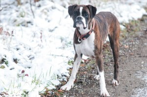 Foto-Shooting zu zweit im Winter