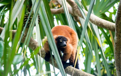 Hochzeit in der Masoala Halle im Zoo Zürich
