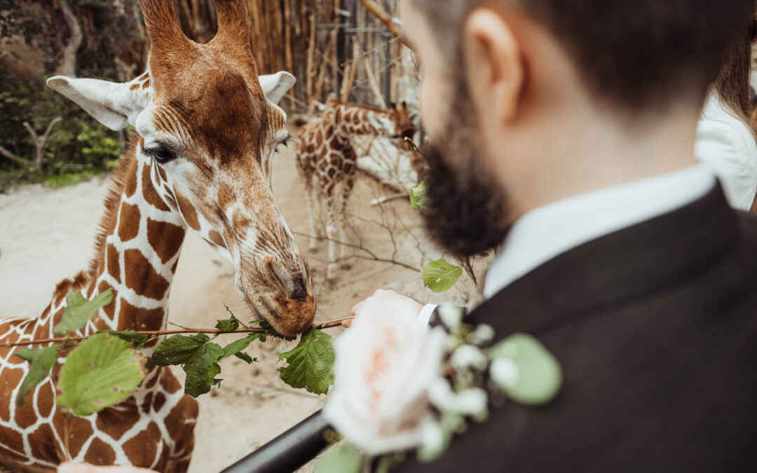 Hochzeit in der Lewa Savanne im Zoo Zürich